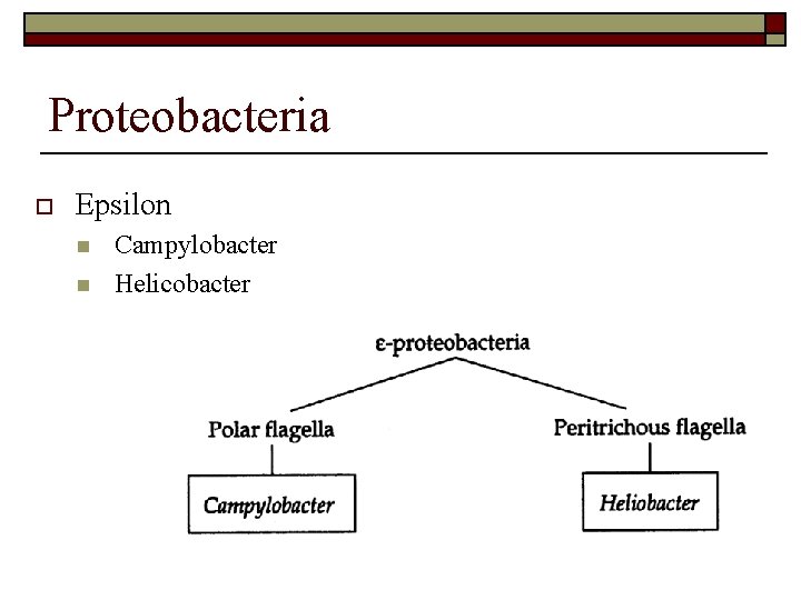 Proteobacteria o Epsilon n n Campylobacter Helicobacter 