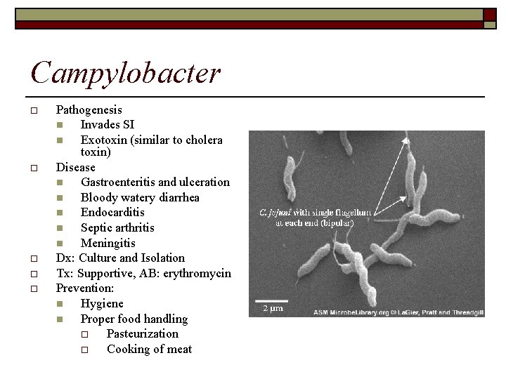 Campylobacter o o o Pathogenesis n Invades SI n Exotoxin (similar to cholera toxin)