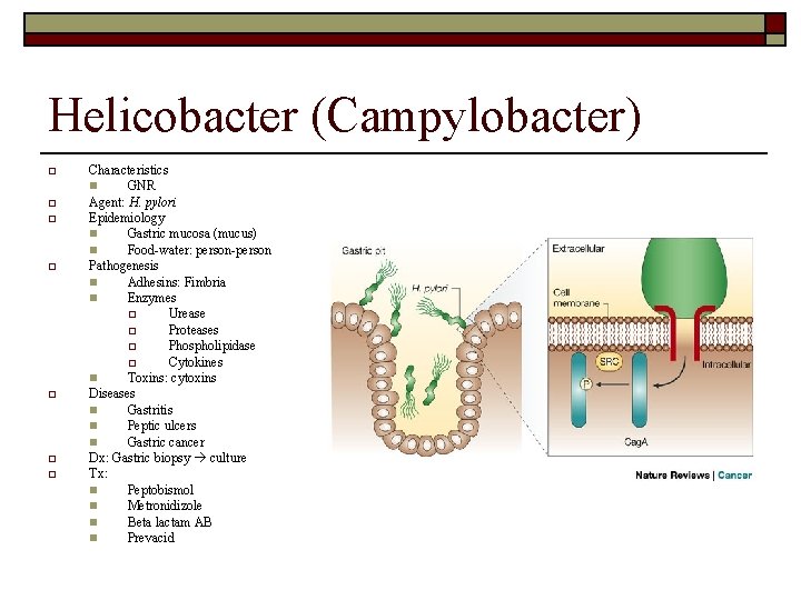 Helicobacter (Campylobacter) o o o o Characteristics n GNR Agent: H. pylori Epidemiology n