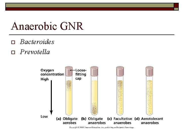 Anaerobic GNR o o Bacteroides Prevotella 