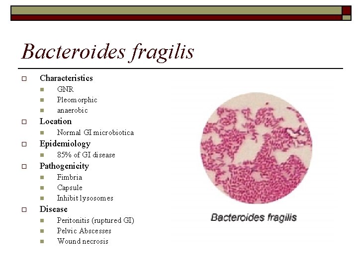 Bacteroides fragilis o Characteristics n n n o Location n o 85% of GI