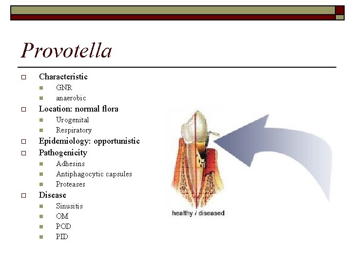 Provotella o Characteristic n n o Location: normal flora n n o o Urogenital