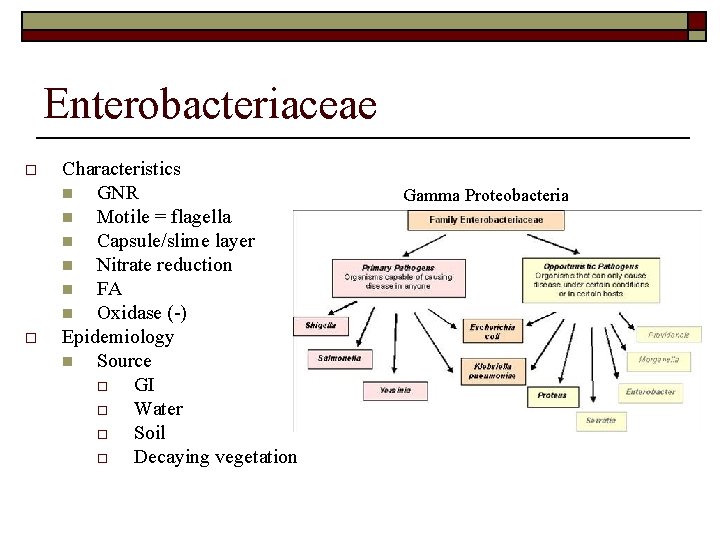 Enterobacteriaceae o o Characteristics n GNR n Motile = flagella n Capsule/slime layer n