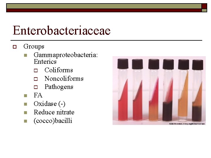 Enterobacteriaceae o Groups n Gammaproteobacteria: Enterics o Coliforms o Noncoliforms o Pathogens n FA