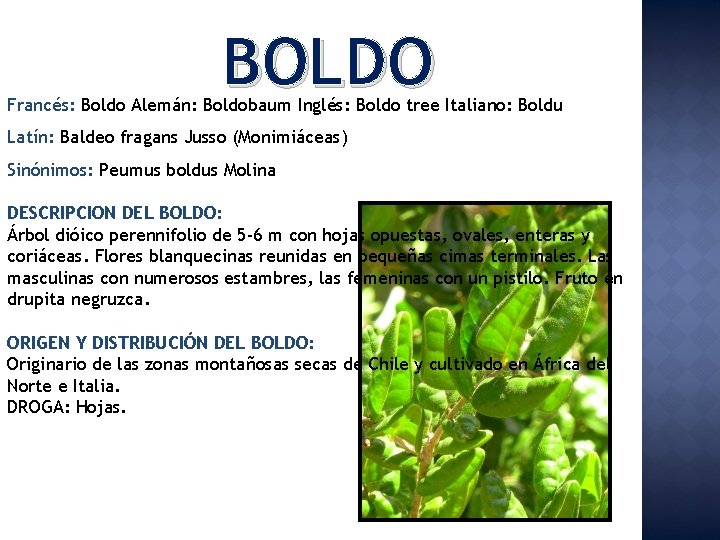 BOLDO Francés: Boldo Alemán: Boldobaum Inglés: Boldo tree Italiano: Boldu Latín: Baldeo fragans Jusso