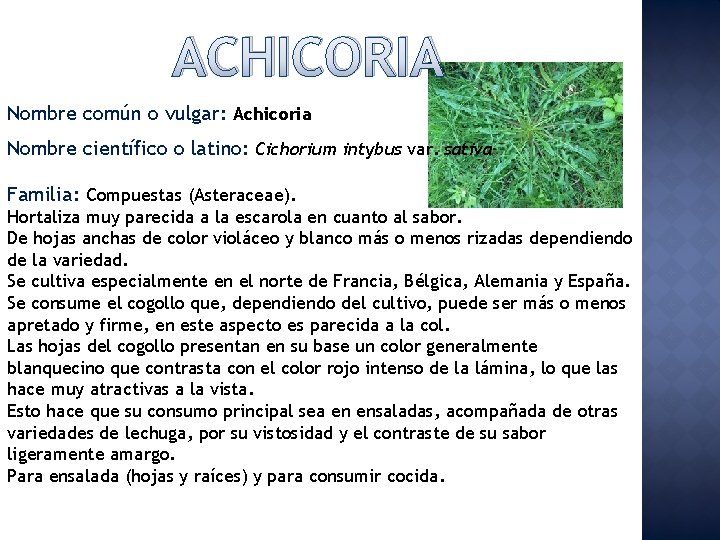ACHICORIA Nombre común o vulgar: Achicoria Nombre científico o latino: Cichorium intybus var. sativa