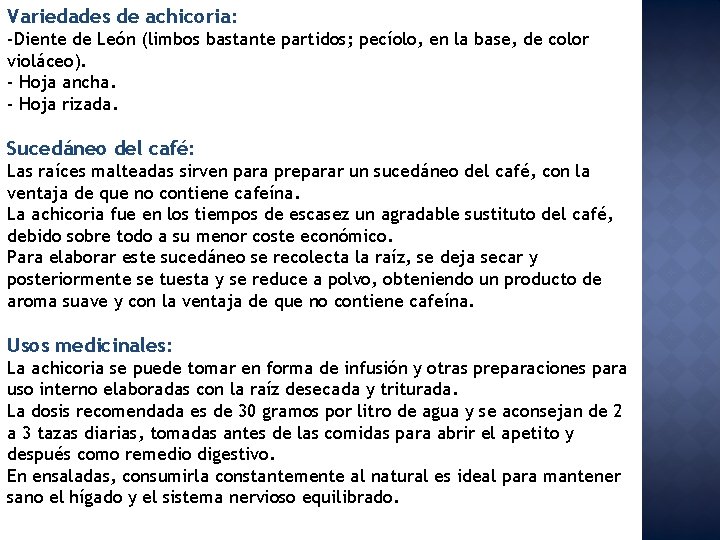 Variedades de achicoria: -Diente de León (limbos bastante partidos; pecíolo, en la base, de