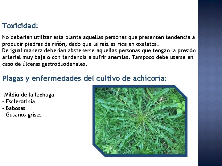 Toxicidad: No deberían utilizar esta planta aquellas personas que presenten tendencia a producir piedras