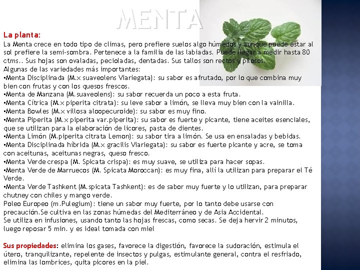 La planta: MENTA La Menta crece en todo tipo de climas, pero prefiere suelos