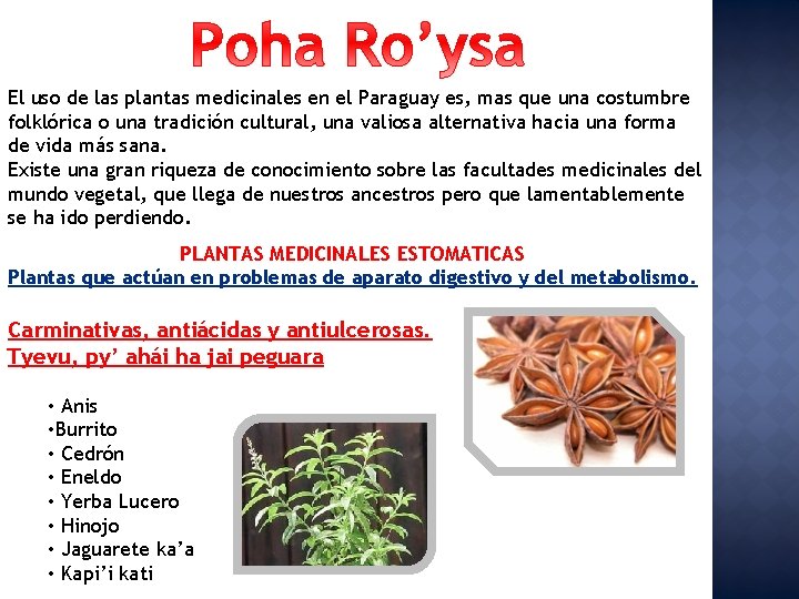 El uso de las plantas medicinales en el Paraguay es, mas que una costumbre
