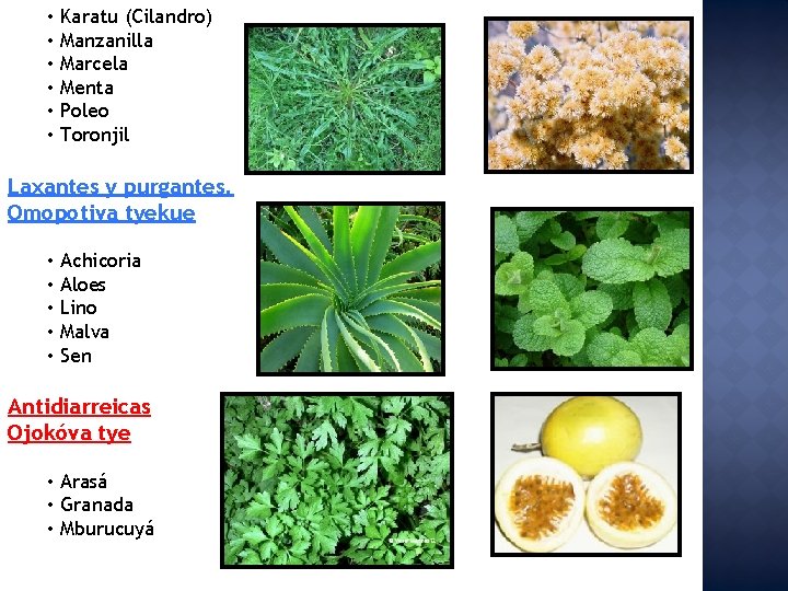  • Karatu (Cilandro) • Manzanilla • Marcela • Menta • Poleo • Toronjil