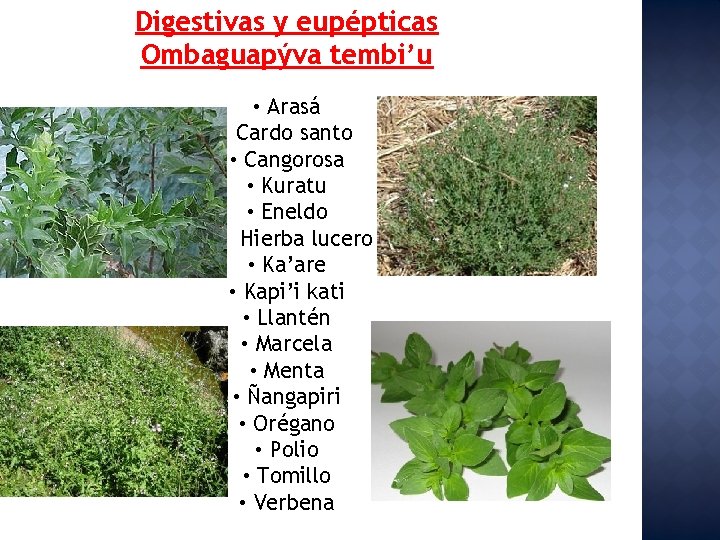 Digestivas y eupépticas Ombaguapýva tembi’u • Arasá • Cardo santo • Cangorosa • Kuratu