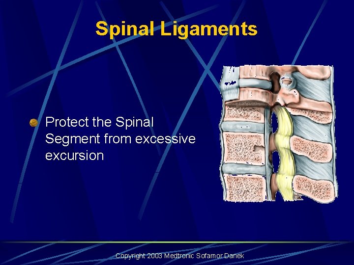 Spinal Ligaments Protect the Spinal Segment from excessive excursion Copyright 2003 Medtronic Sofamor Danek Spinal Ligaments Protect the Spinal Segment from excessive excursion Copyright 2003 Medtronic Sofamor Danek