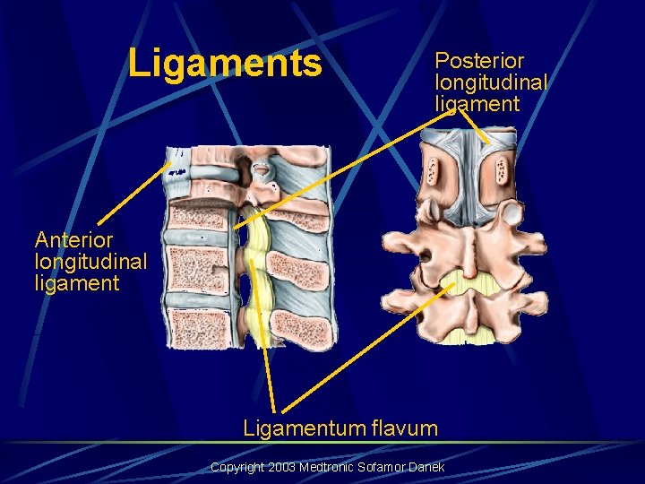 Ligaments Posterior longitudinal ligament Anterior longitudinal ligament Ligamentum flavum Copyright 2003 Medtronic Sofamor Danek Ligaments Posterior longitudinal ligament Anterior longitudinal ligament Ligamentum flavum Copyright 2003 Medtronic Sofamor Danek
