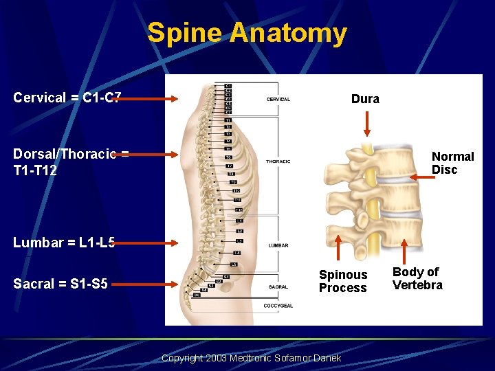 Spine Anatomy Cervical = C 1 -C 7 Dura Dorsal/Thoracic = T 1 -T Spine Anatomy Cervical = C 1 -C 7 Dura Dorsal/Thoracic = T 1 -T