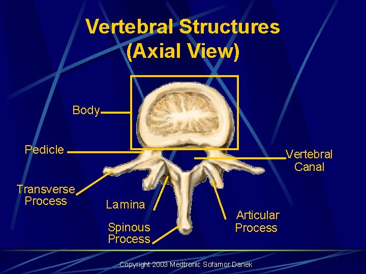 Vertebral Structures (Axial View) Body Pedicle Transverse Process Vertebral Canal Lamina Spinous Process Articular Vertebral Structures (Axial View) Body Pedicle Transverse Process Vertebral Canal Lamina Spinous Process Articular