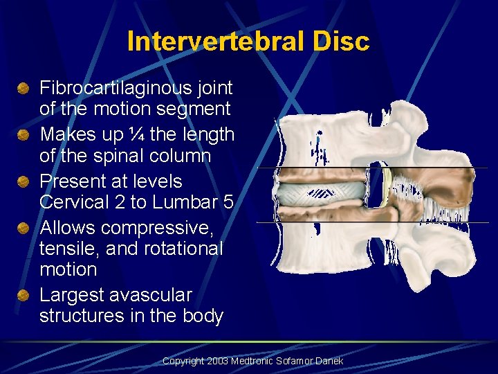 Intervertebral Disc Fibrocartilaginous joint of the motion segment Makes up ¼ the length of Intervertebral Disc Fibrocartilaginous joint of the motion segment Makes up ¼ the length of