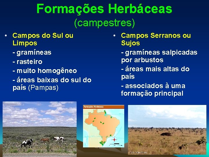 Formações Herbáceas (campestres) • Campos do Sul ou Limpos - gramíneas - rasteiro -
