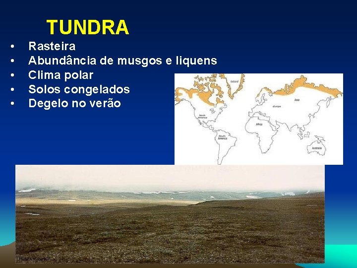 TUNDRA • • • Rasteira Abundância de musgos e liquens Clima polar Solos congelados