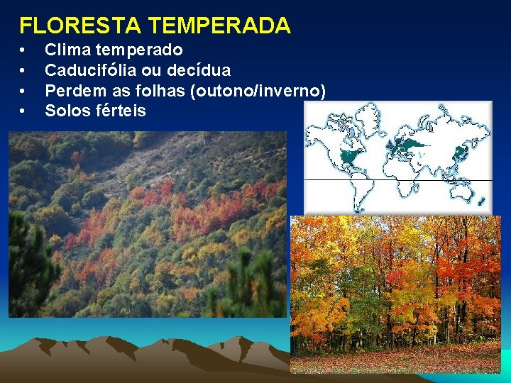 FLORESTA TEMPERADA • • Clima temperado Caducifólia ou decídua Perdem as folhas (outono/inverno) Solos