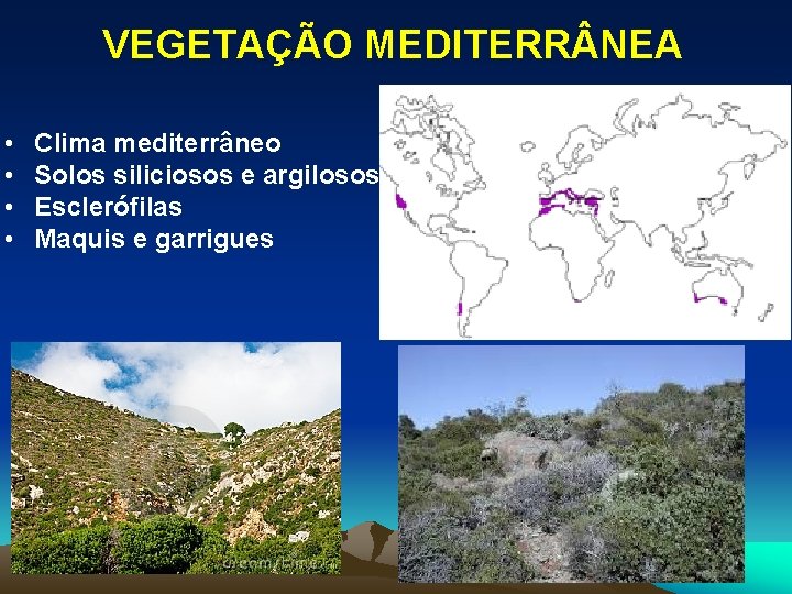 VEGETAÇÃO MEDITERR NEA • • Clima mediterrâneo Solos siliciosos e argilosos Esclerófilas Maquis e