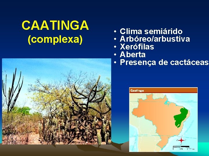 CAATINGA (complexa) • • • Clima semiárido Arbóreo/arbustiva Xerófilas Aberta Presença de cactáceas 