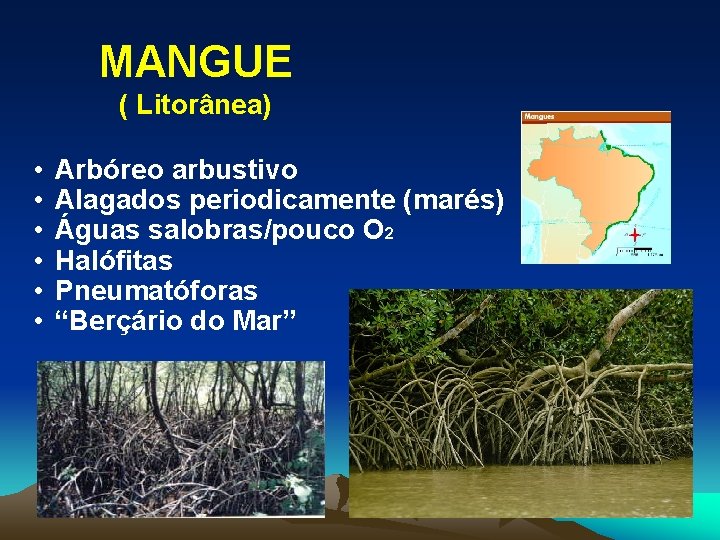 MANGUE ( Litorânea) • • • Arbóreo arbustivo Alagados periodicamente (marés) Águas salobras/pouco O