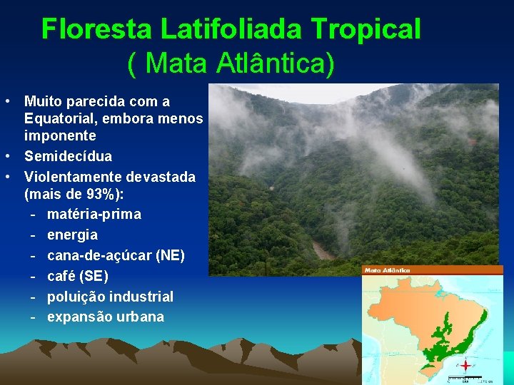 Floresta Latifoliada Tropical ( Mata Atlântica) • Muito parecida com a Equatorial, embora menos