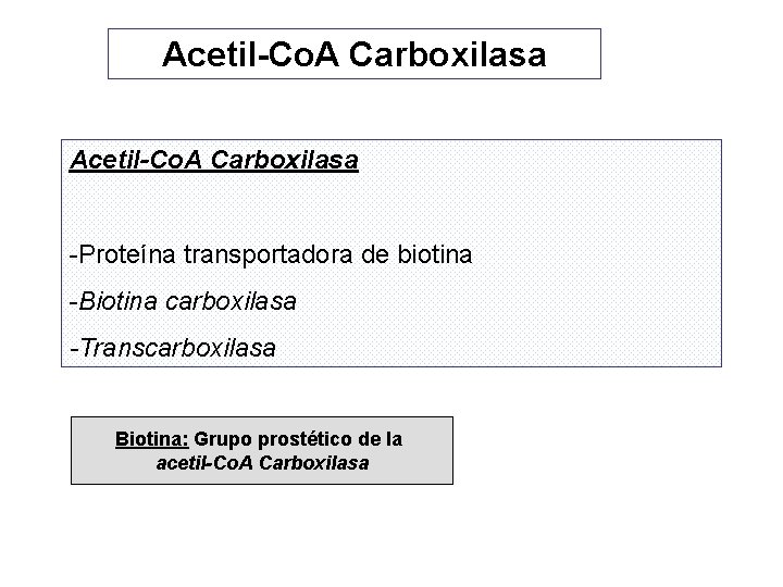 Acetil-Co. A Carboxilasa -Proteína transportadora de biotina -Biotina carboxilasa -Transcarboxilasa Biotina: Grupo prostético de