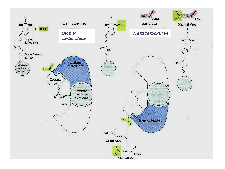Biotina carboxilasa Transcarboxilasa 