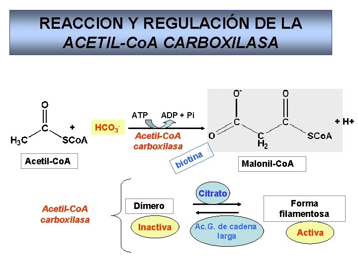 REACCION Y REGULACIÓN DE LA ACETIL-Co. A CARBOXILASA ATP + HCO 3 - ADP