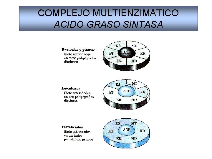 COMPLEJO MULTIENZIMATICO ACIDO GRASO SINTASA 