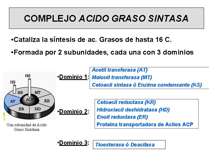 COMPLEJO ACIDO GRASO SINTASA • Cataliza la síntesis de ac. Grasos de hasta 16