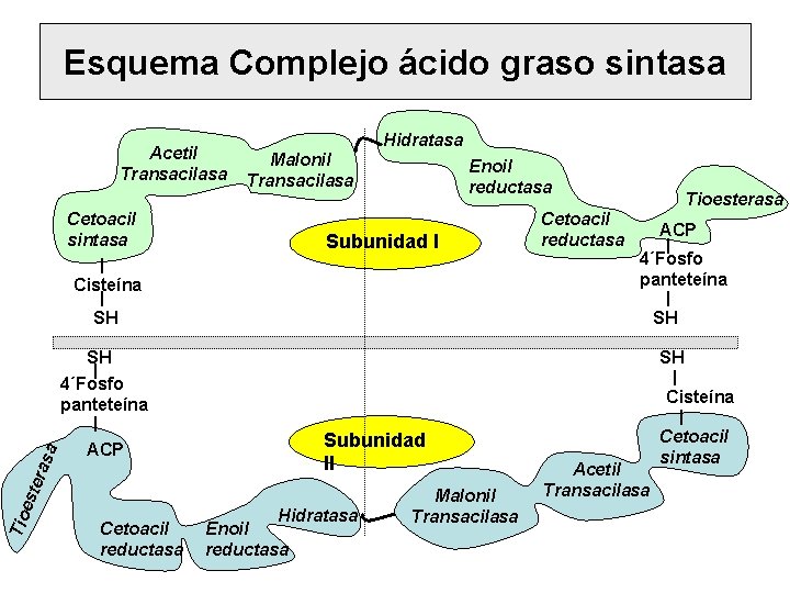 Esquema Complejo ácido graso sintasa Acetil Transacilasa Cetoacil sintasa Hidratasa Malonil Transacilasa Enoil reductasa