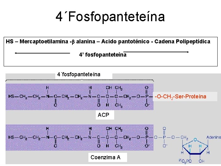 4´Fosfopanteteína HS – Mercaptoetilamina -b alanina – Acido pantoténico - Cadena Polipeptídica 4’ fosfopanteteína