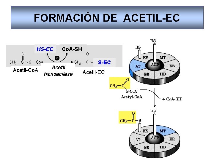 FORMACIÓN DE ACETIL-EC HS-EC Acetil-Co. A-SH Acetil transacilasa S-EC Acetil-EC 