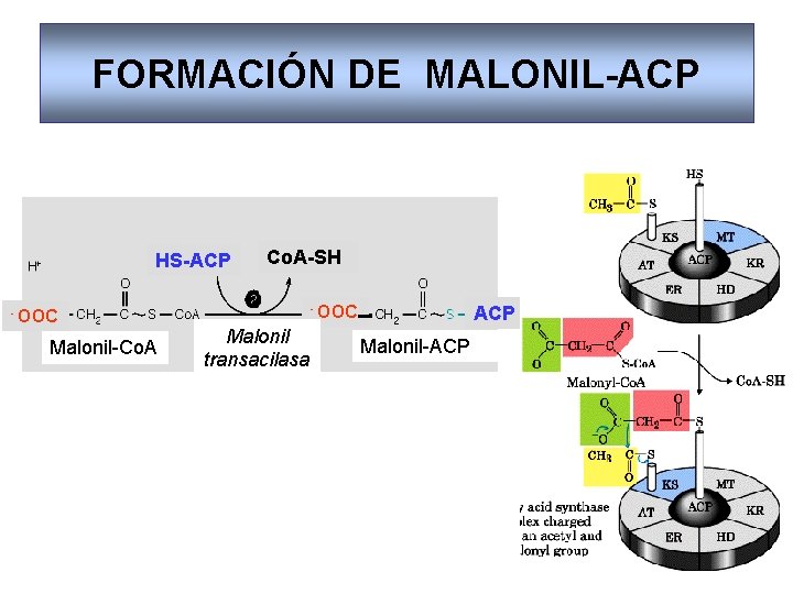 FORMACIÓN DE MALONIL-ACP HS-ACP - OOC Malonil-Co. A-SH - OOC Malonil transacilasa ACP Malonil-ACP