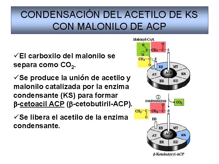 CONDENSACIÓN DEL ACETILO DE KS CON MALONILO DE ACP üEl carboxilo del malonilo se