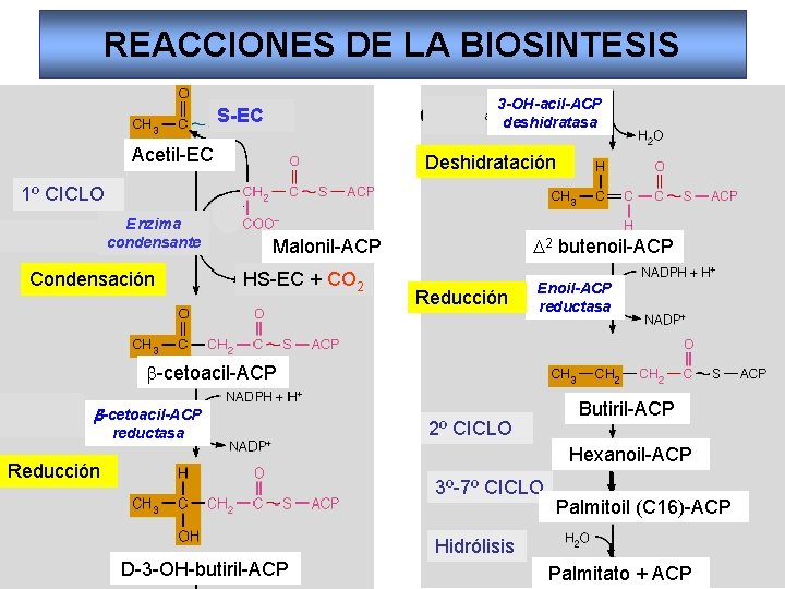 REACCIONES DE LA BIOSINTESIS 3 -OH-acil-ACP deshidratasa S-EC Acetil-EC H 2 0 Deshidratación 1º