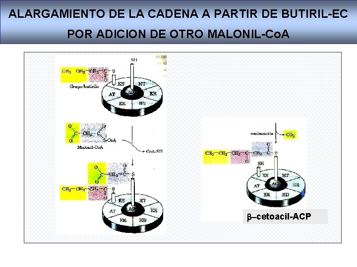 ALARGAMIENTO DE LA CADENA A PARTIR DE BUTIRIL-EC POR ADICION DE OTRO MALONIL-Co. A