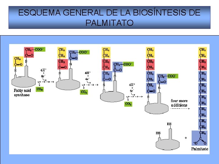 ESQUEMA GENERAL DE LA BIOSÍNTESIS DE PALMITATO 24 