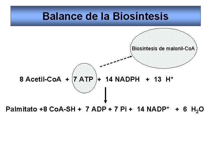 Balance de la Biosíntesis de malonil-Co. A 8 Acetil-Co. A + 7 ATP +