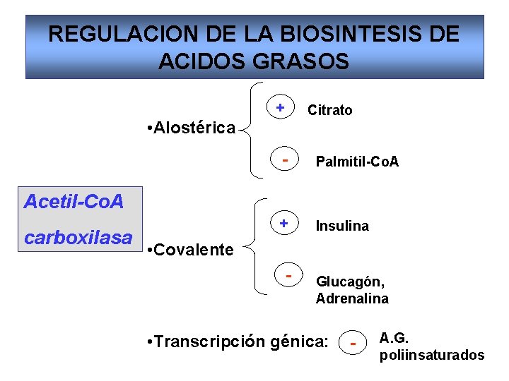 REGULACION DE LA BIOSINTESIS DE ACIDOS GRASOS + Citrato • Alostérica - Palmitil-Co. A