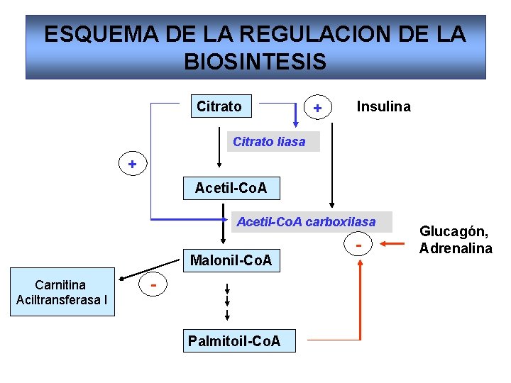 ESQUEMA DE LA REGULACION DE LA BIOSINTESIS Citrato + Insulina Citrato liasa + Acetil-Co.
