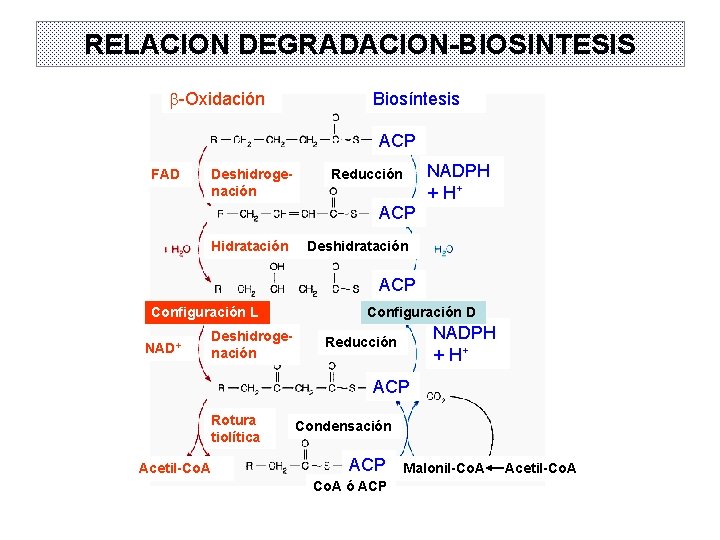RELACION DEGRADACION-BIOSINTESIS b-Oxidación Biosíntesis ACP FAD Deshidrogenación NADPH + H+ Reducción ACP Hidratación Deshidratación