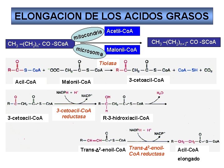 ELONGACION DE LOS ACIDOS GRASOS a Acetil-Co. A CH 3 –(CH 2)n- CO -SCo.