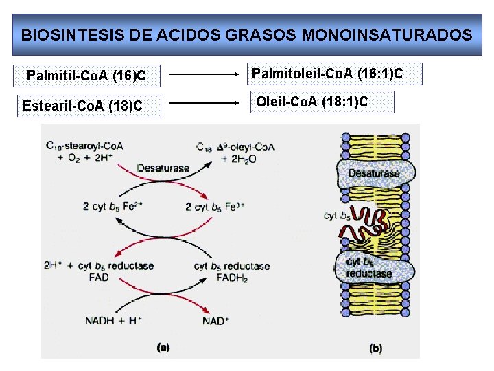 BIOSINTESIS DE ACIDOS GRASOS MONOINSATURADOS Palmitil-Co. A (16)C Estearil-Co. A (18)C Palmitoleil-Co. A (16:
