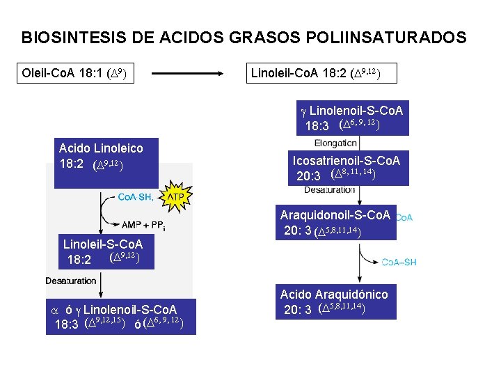 BIOSINTESIS DE ACIDOS GRASOS POLIINSATURADOS Oleil-Co. A 18: 1 (D 9) Linoleil-Co. A 18: