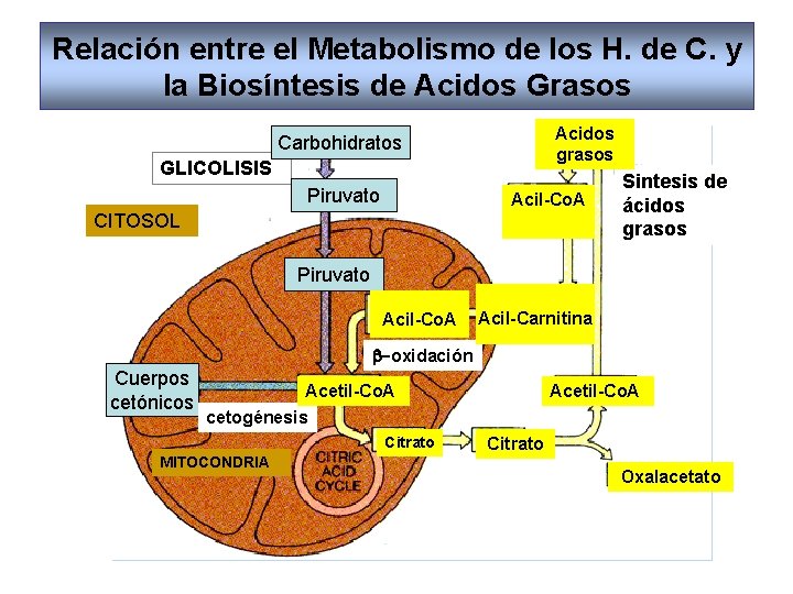 Relación entre el Metabolismo de los H. de C. y la Biosíntesis de Acidos