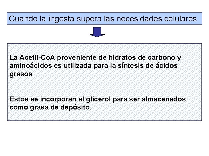 Cuando la ingesta supera las necesidades celulares La Acetil-Co. A proveniente de hidratos de